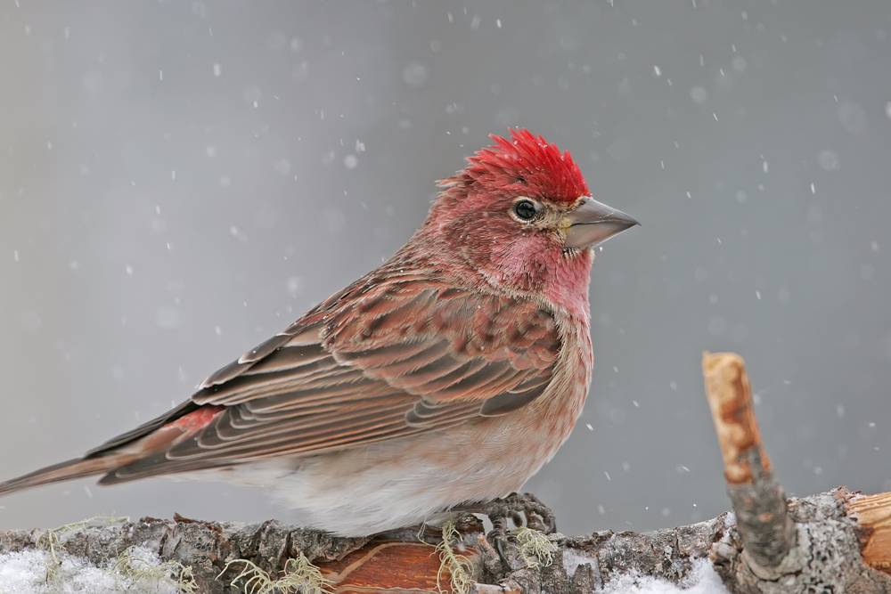 Male Cassin's Finch